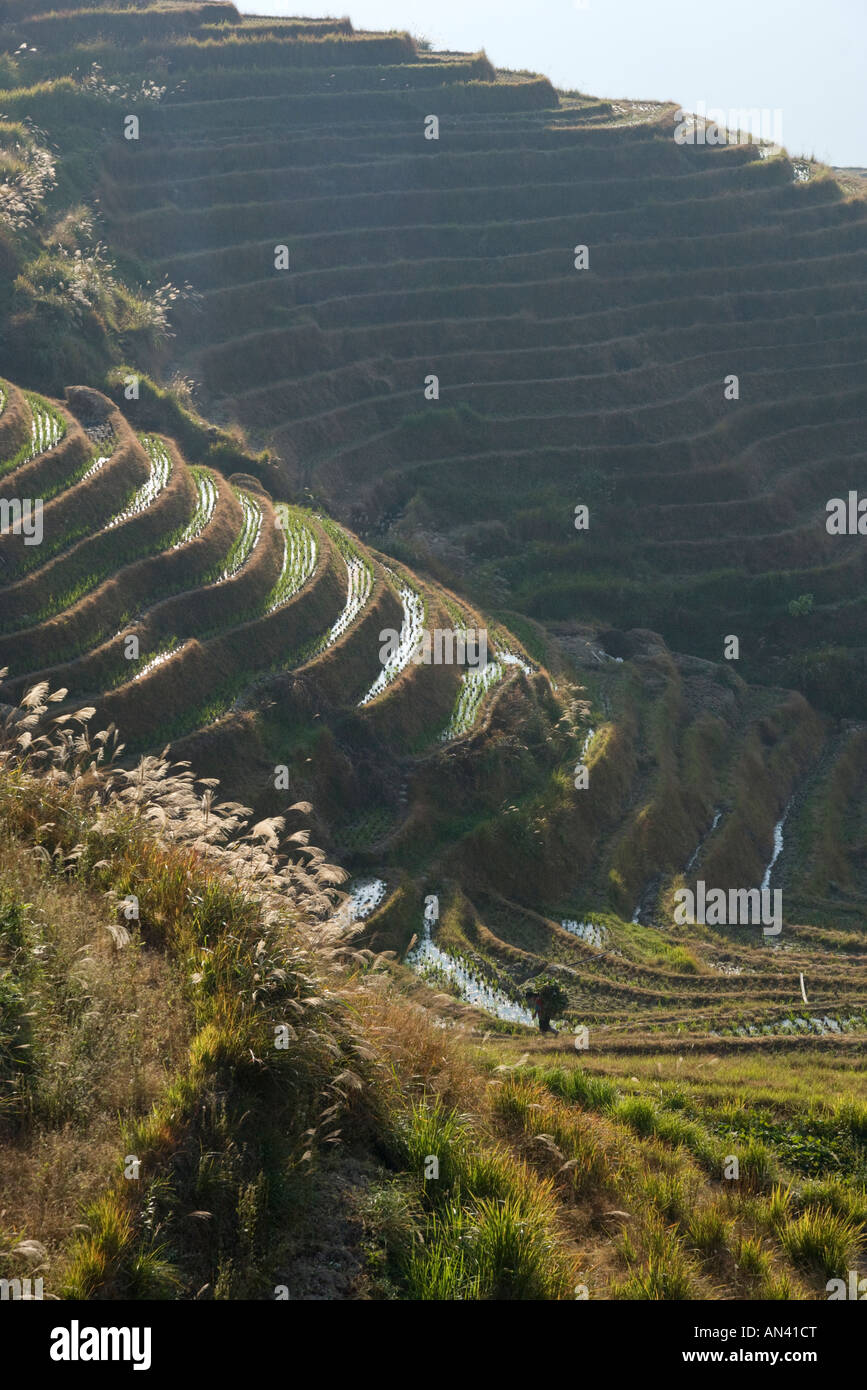China Guangxi Ping an village Dragon Backbone Rice Terraces elevated ...