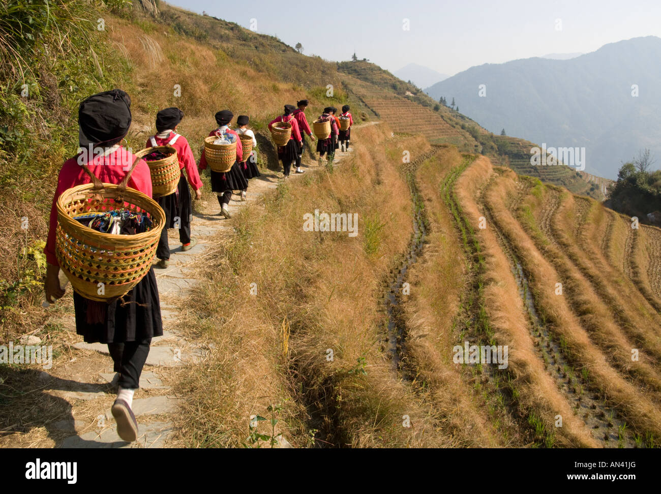 China Guangxi Dragon Backbone Rice Terraces Longji Titian view with row ...