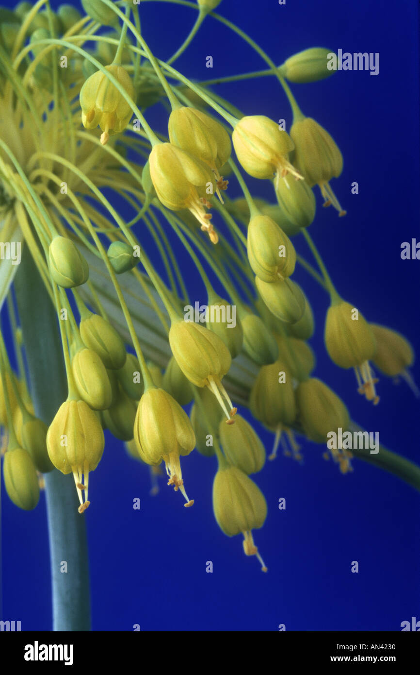 Allium flavum. Ornamental Onion Stock Photo