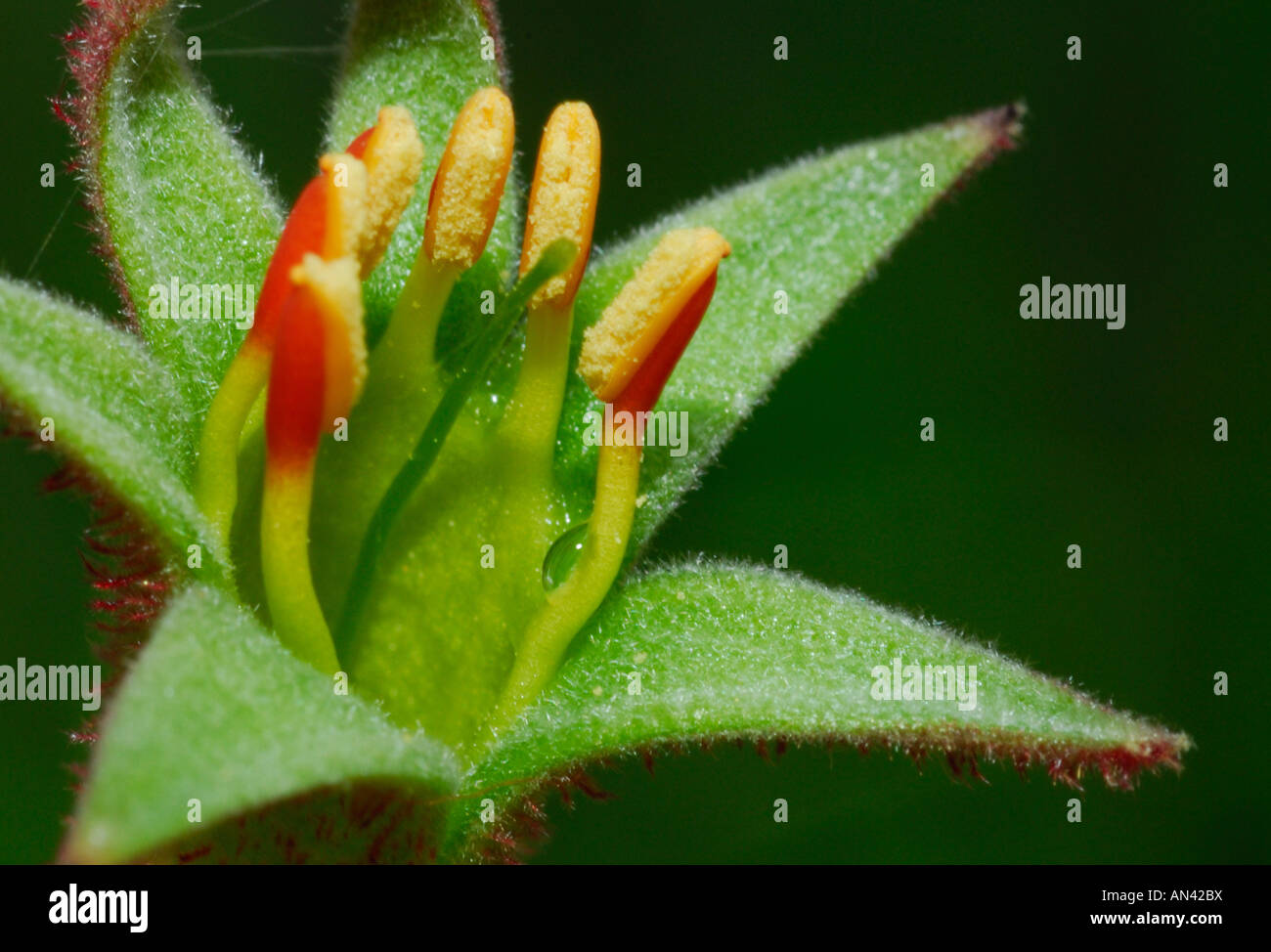 A macro shot of a kangaroo paw, a Western Australian wildflower Stock Photo