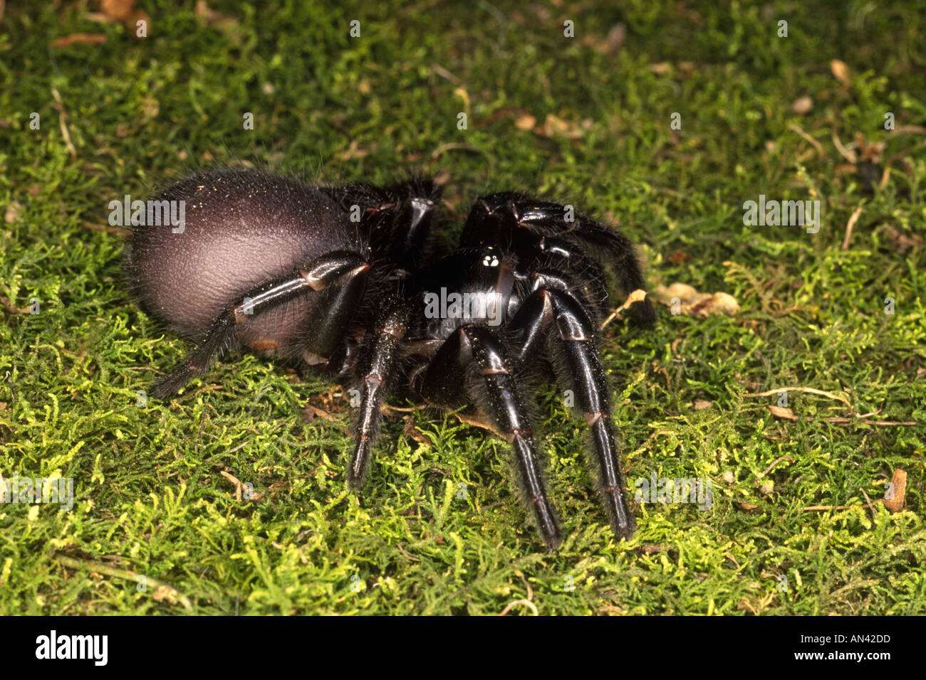 Sydney Funnel Web Spider, Atrax robustus . These spiders are renowned for their highly toxic and fast acting venom. Stock Photo