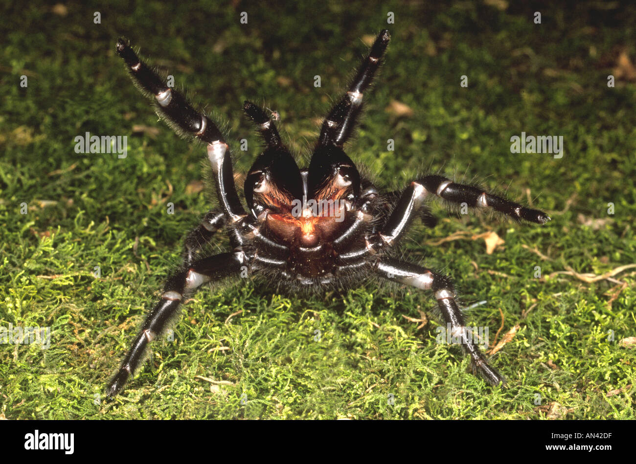 Sydney Funnel Web Spider, Atrax robustus, in a threat position showing fangs. These spiders are renowned for their highly toxic and fast acting venom. Stock Photo