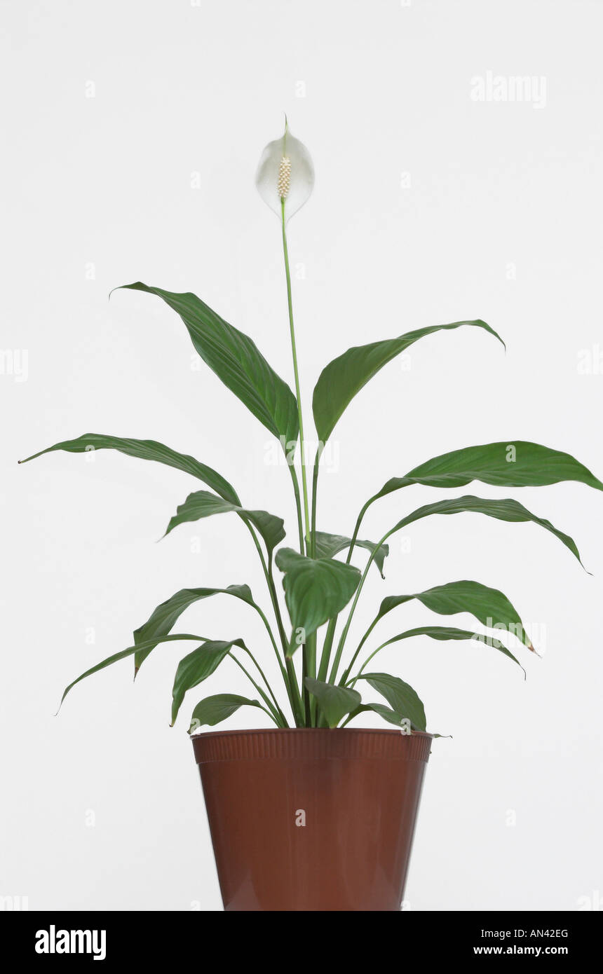 Peace Lily In Pot Stock Photo Alamy