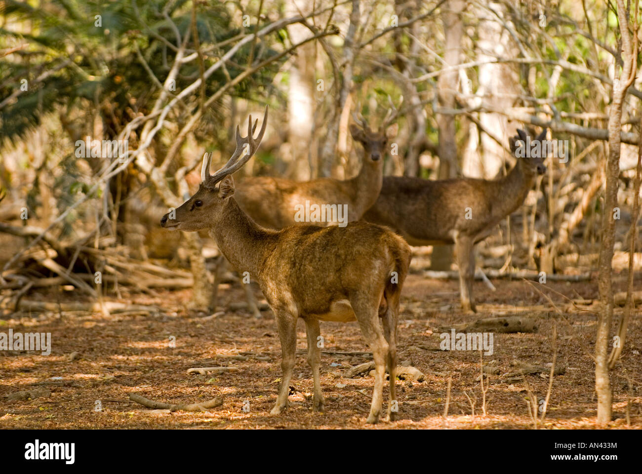Deers one of the major prey of Komodo dragons in Komodo Island Indonesia Stock Photo