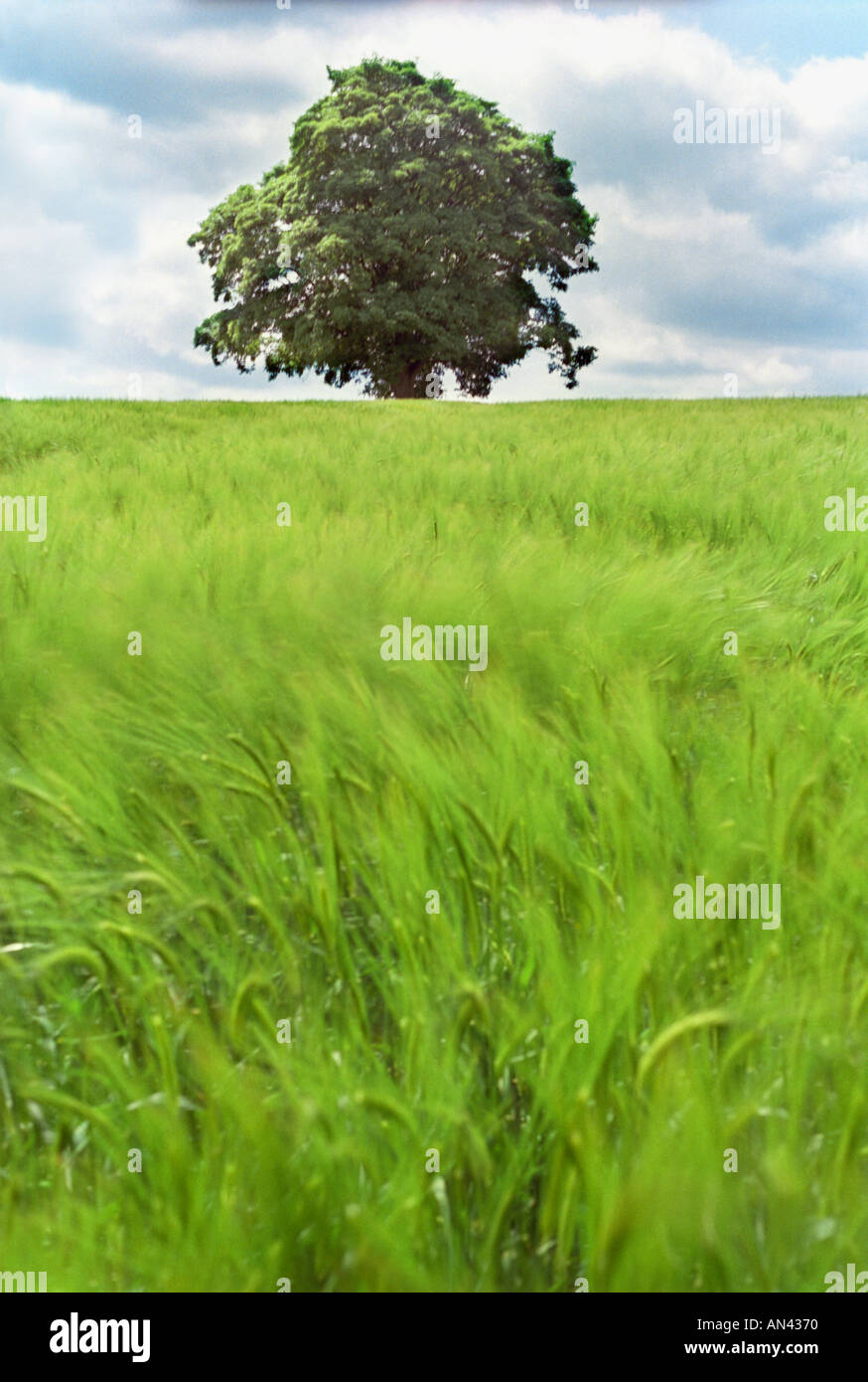 Lonely oak standing in hi-res stock photography and images - Alamy
