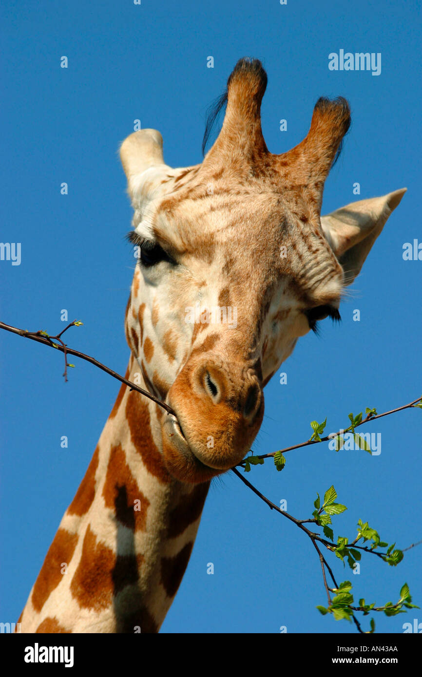 Giraffe close up portrait Stock Photo