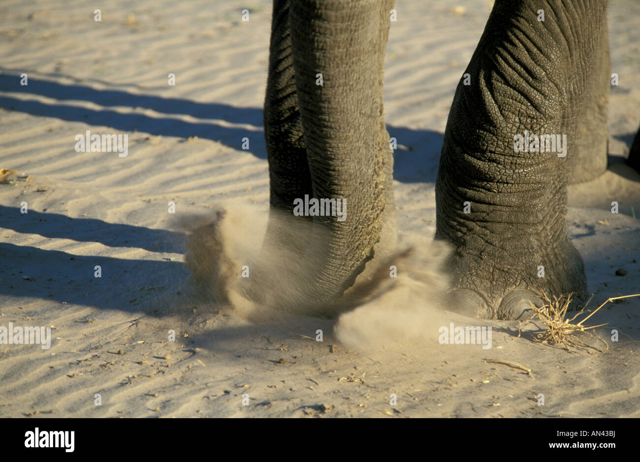 A close up of an African elephant's foot digging in dry sand for roots Stock Photo