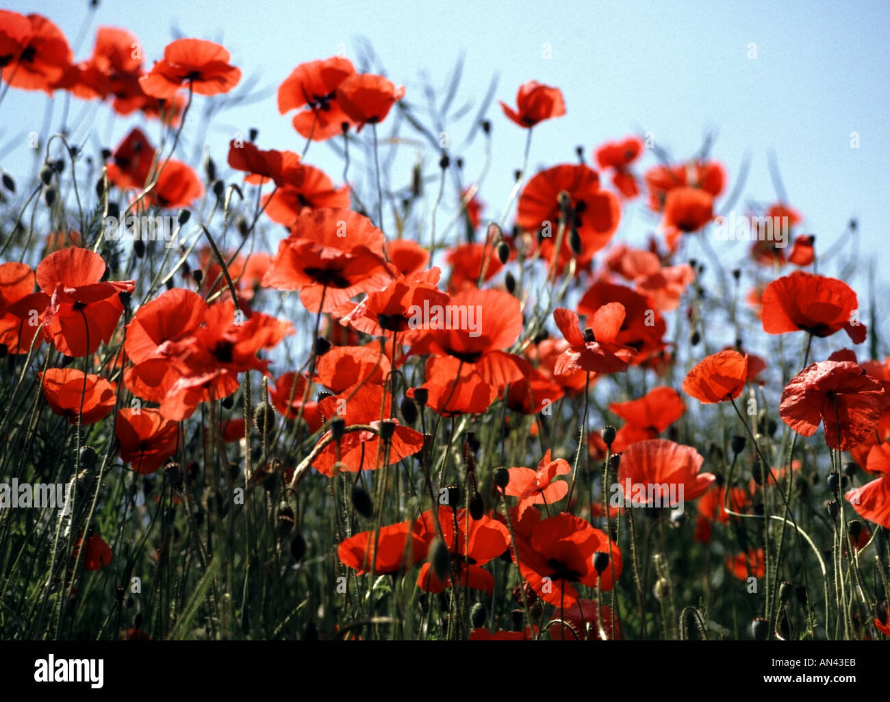 Poppies on side rural hi-res stock photography and images - Alamy