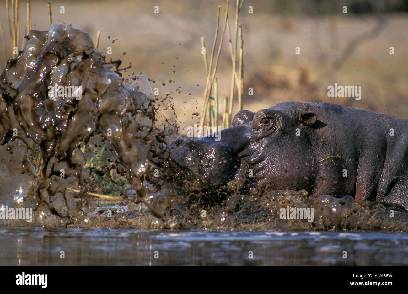 Water flies in every direction as a hippo makes a late and hurried return to the pool after its nocturnal ramblings Stock Photo