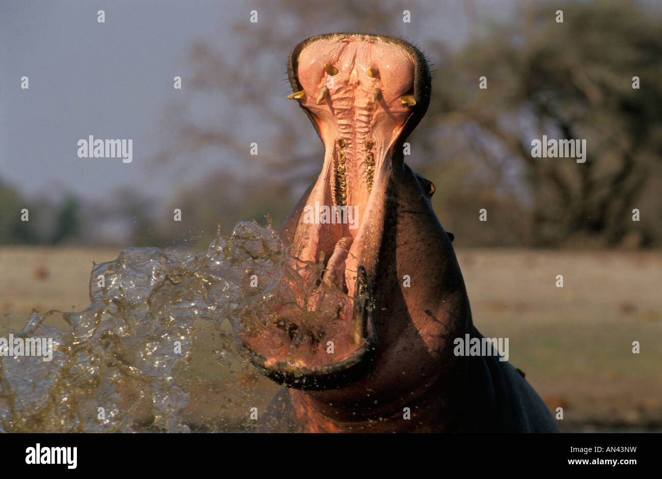 Hippo (Hippopotamus amphibius) display yawning with water splashing from its mouth. Stock Photo