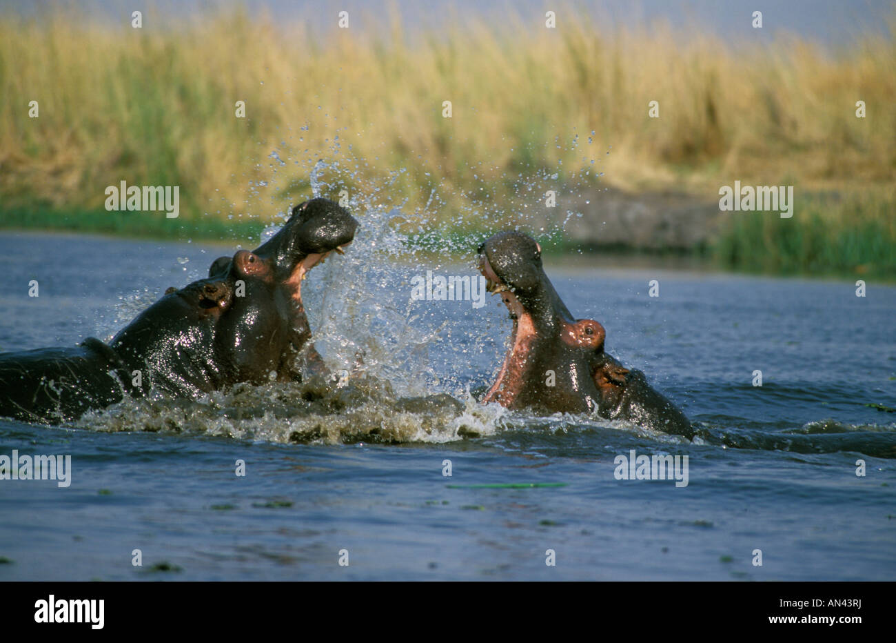 Hippo (Hippopotamus amphibius) territorial fight Stock Photo