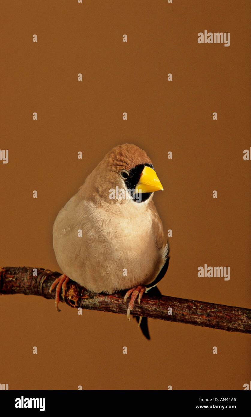 Poephila personata hires stock photography and images Alamy