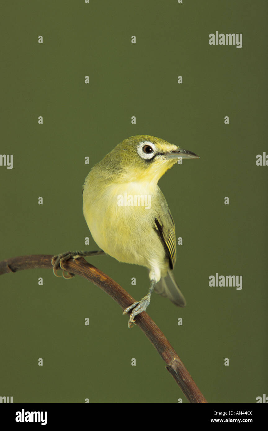 African yellow white-eye.  African Zosterops  (Zosterops senegalensis) poses on a clear perch. Stock Photo