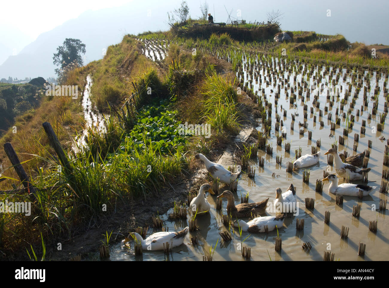 China Guangxi Ping An Village Dragon Backbone Rice Terraces Ducks Dabbling And Feeding In A Rice