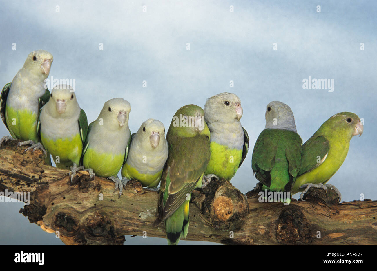 A row of 18 Madagascan Lovebirds. Grey-headed Lovebirds (Agapornis cana) on  a single branch Stock Photo - Alamy