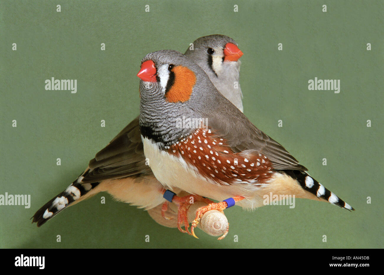 A Pair of exhibition show Zebra finches (Taeniopygia guttata Stock