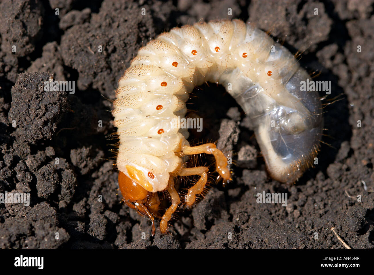 may-bug grub (Melolontha vulgaris) Stock Photo