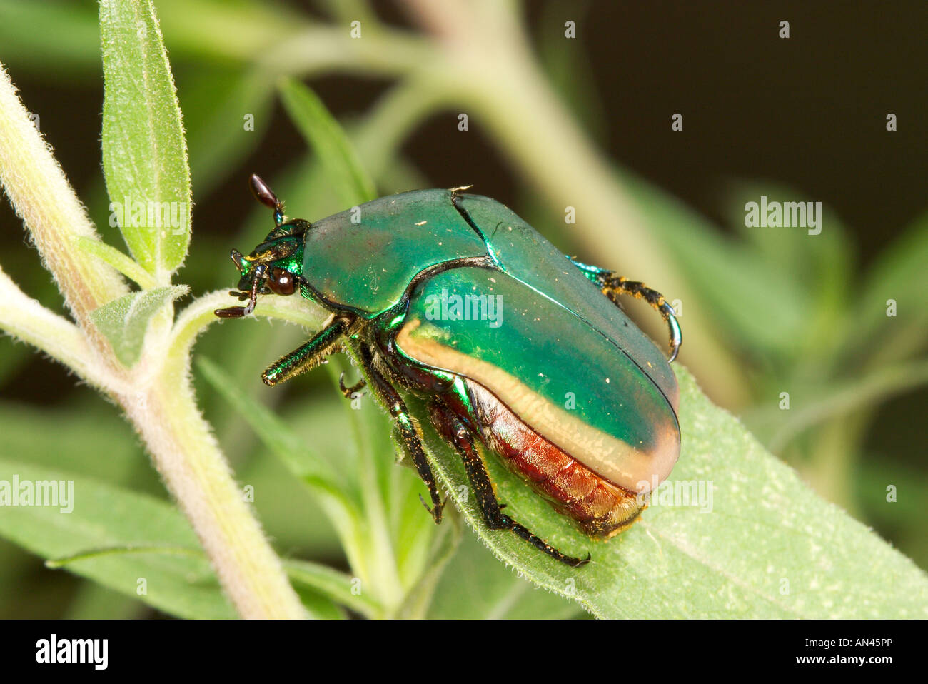 Green Fig Beetle Cotinus mutabilis Pena Blanca Lake near Nogales