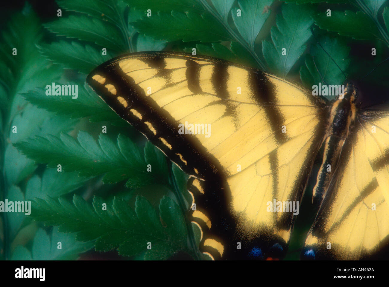 Rutulus Butterfly the western tiger swallowtail or papilio rutulus rutulus ...