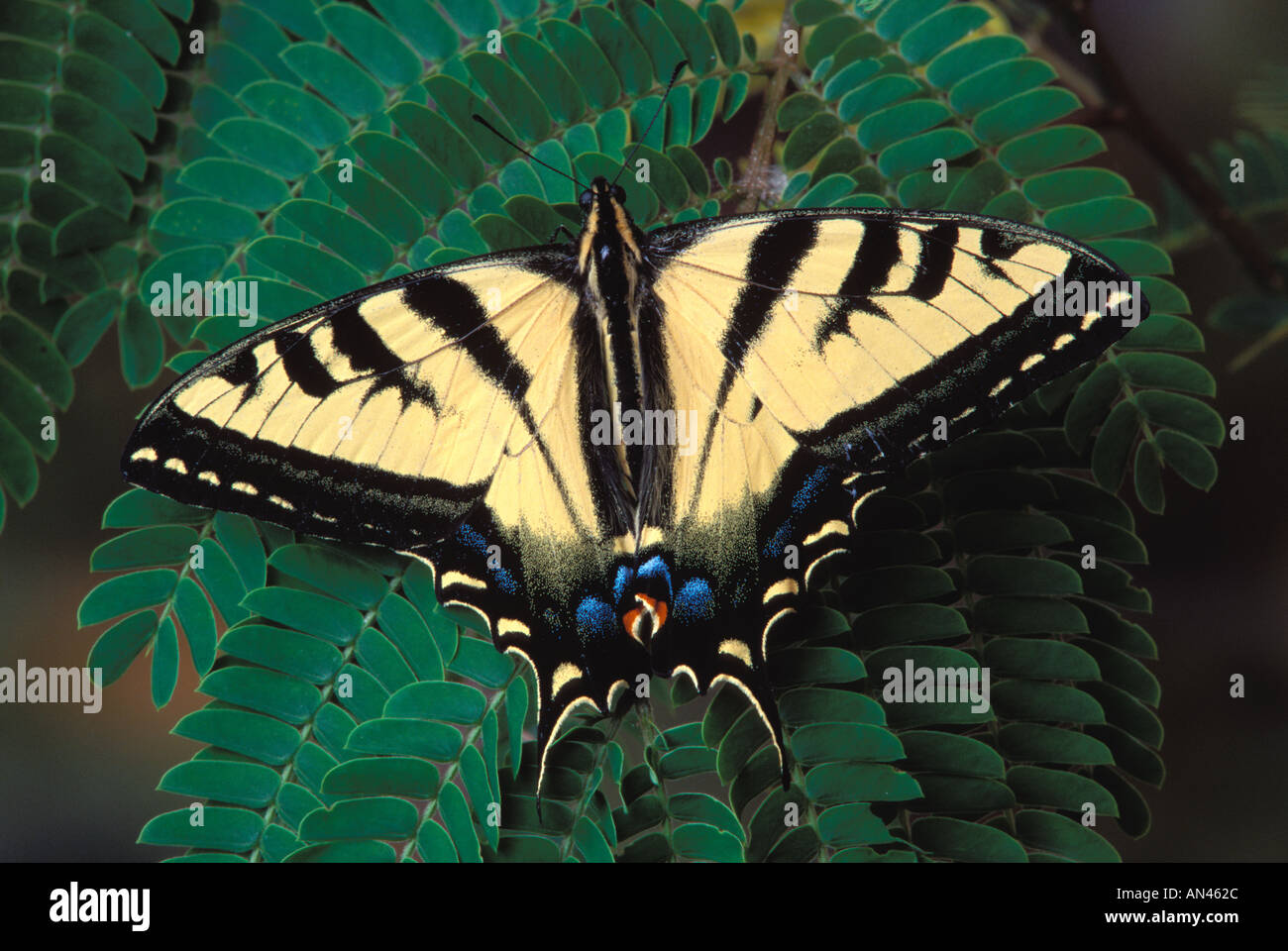 Rutulus Western transformation hi-res stock photography and images - Alamy