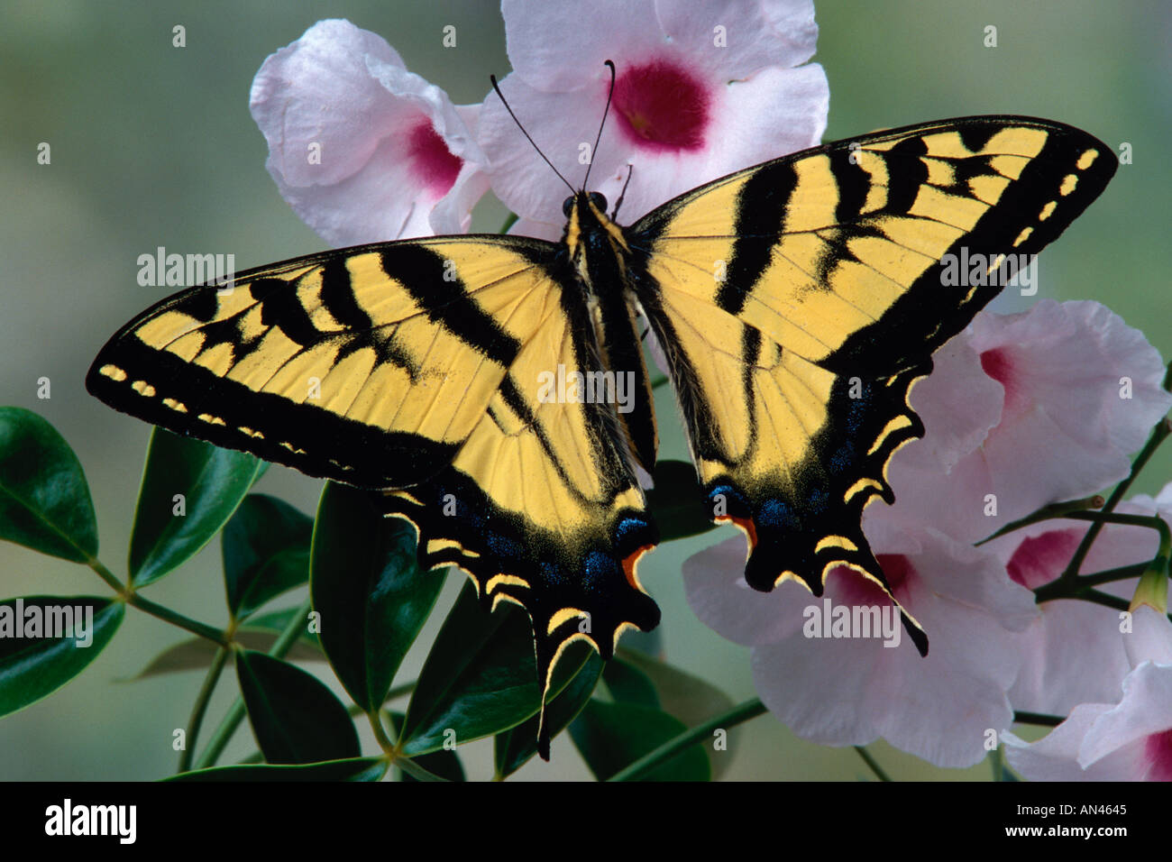 Rutulus Butterfly the western tiger swallowtail or papilio rutulus rutulus ...