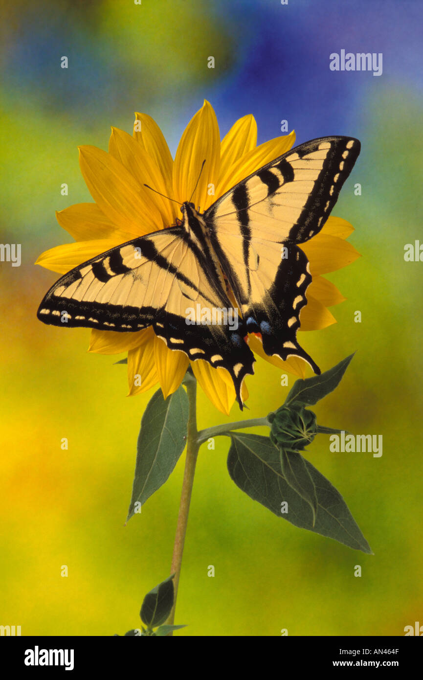 Rutulus Butterfly known as the western tiger swallowtail or papilio rutulus ...