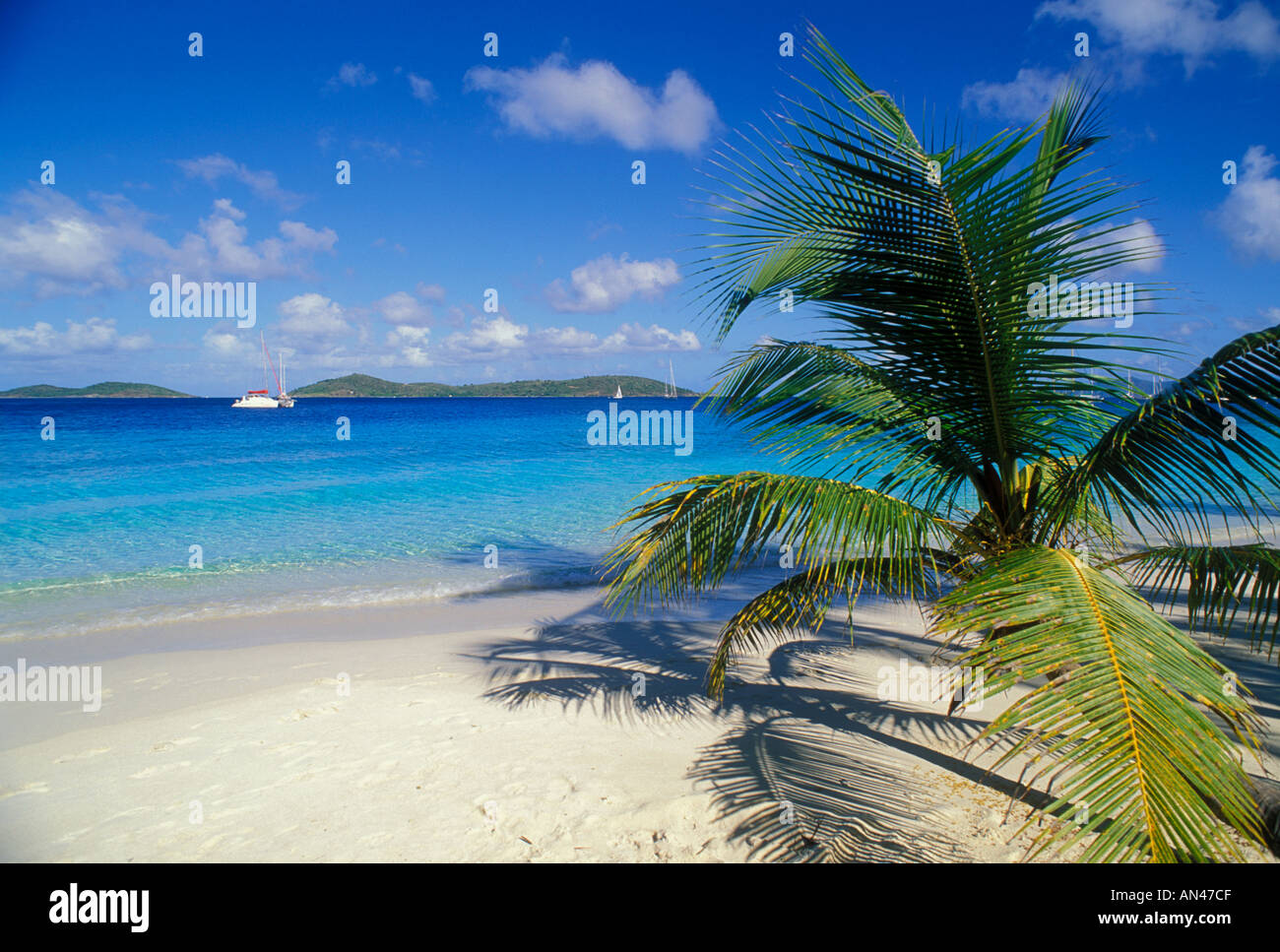 Palm trees on the beach on St John in the US Virgin Islands Stock Photo
