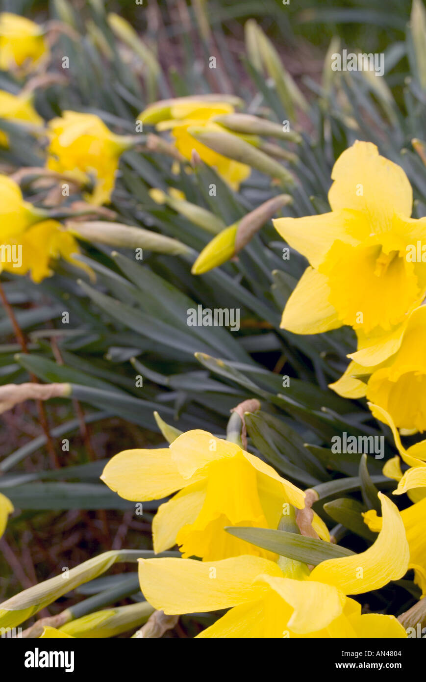 daffodil field st david day wales welsh taffy taff welsh guards flower yellow petail rows grow