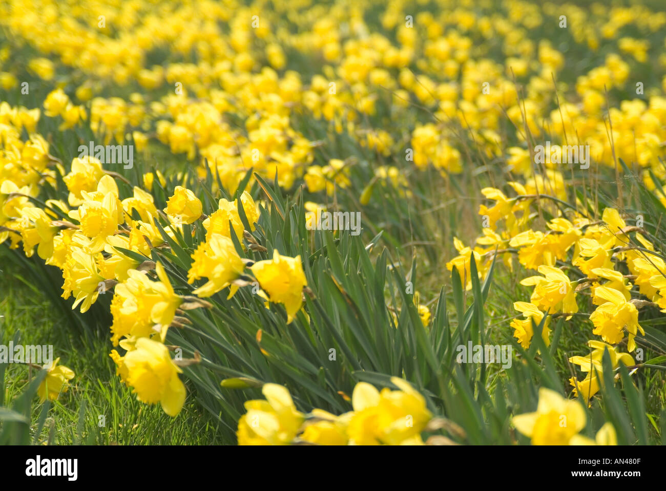 daffodil field st david day wales welsh taffy taff welsh guards flower yellow petail rows grow