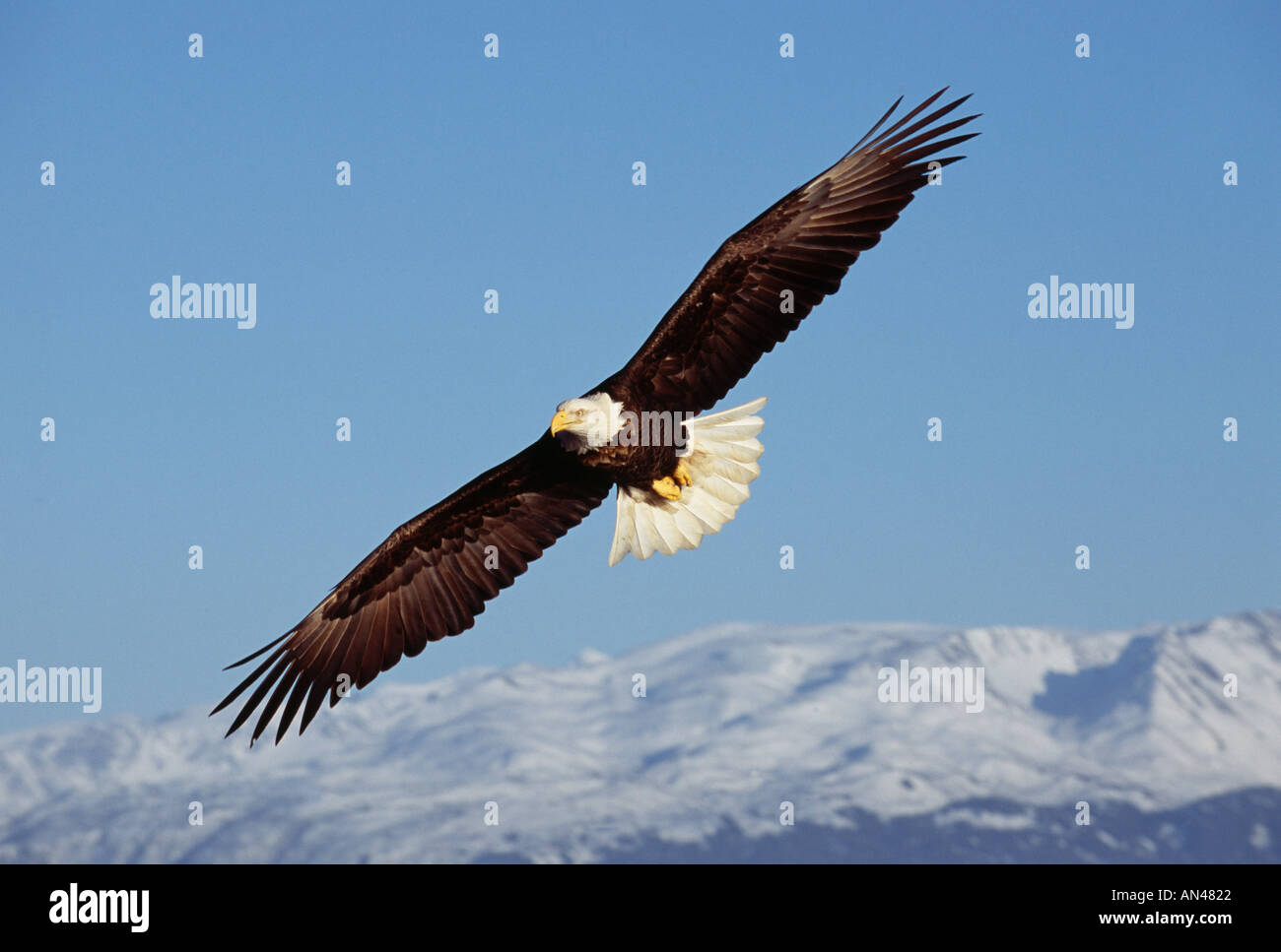 Bald Eagle Haliaeetus leucocephalus adult soaring over snow capped mountains Alaska USA winter Stock Photo