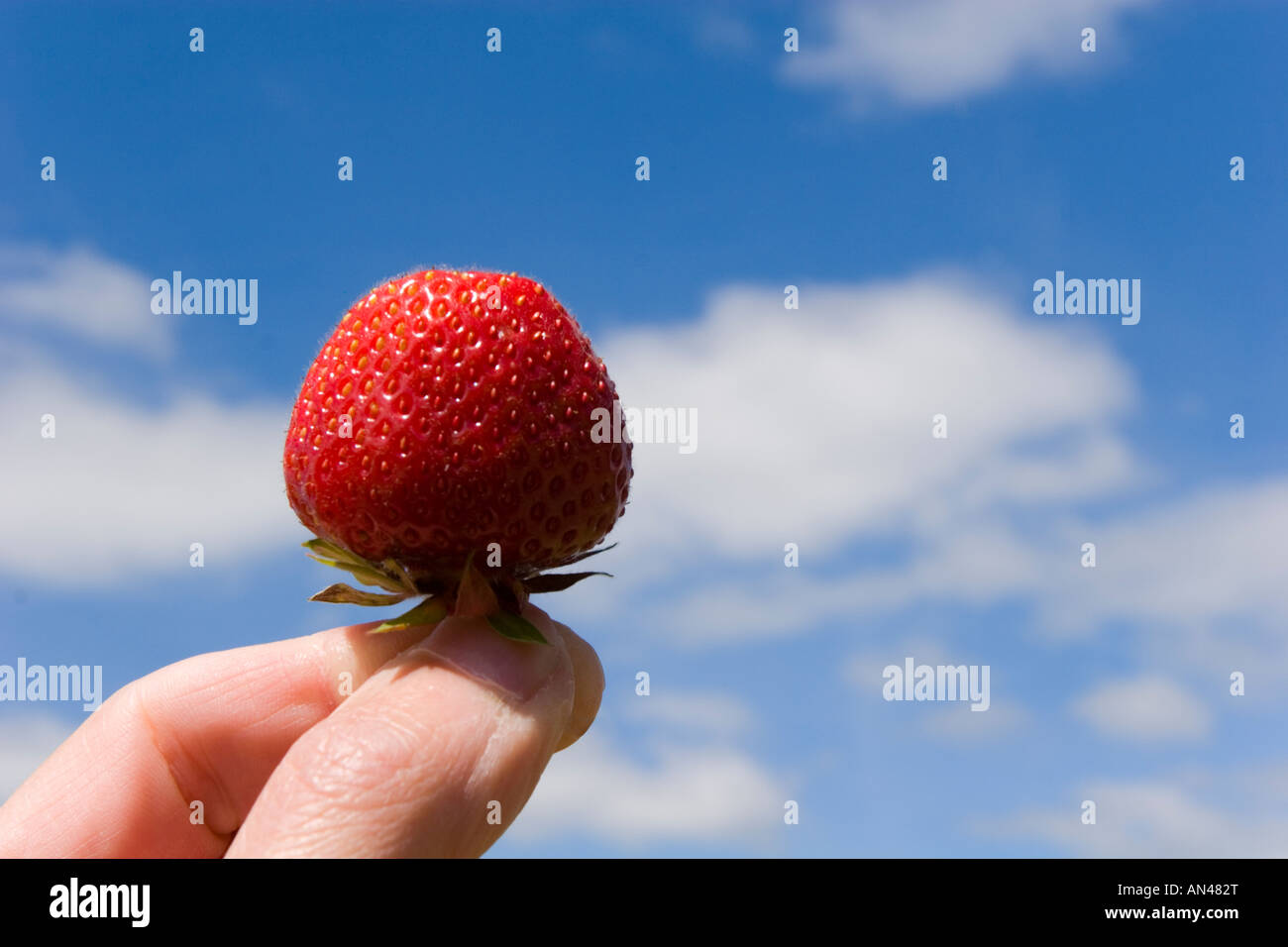 One Strawberry being held against the blue sky Stock Photo - Alamy