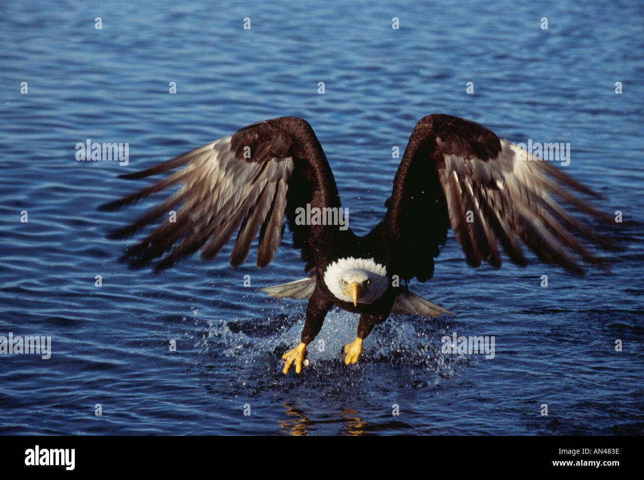Bald Eagle Haliaeetus leucocephalus adult catching fish flying towards