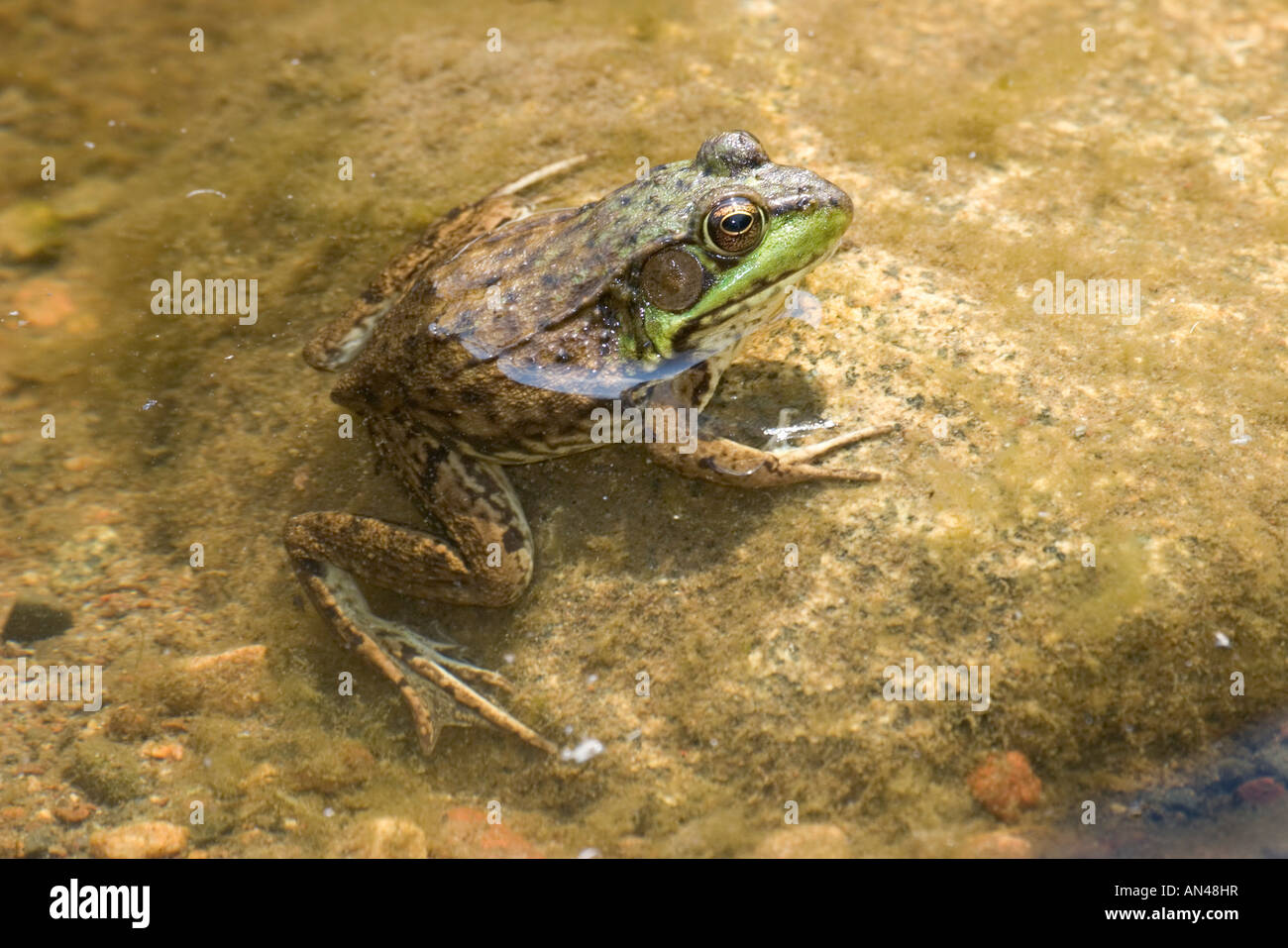 Green Frog Rana clamitans Tamarack Aitkin County Minnesota United States 29 June Adult Ranidae Stock Photo