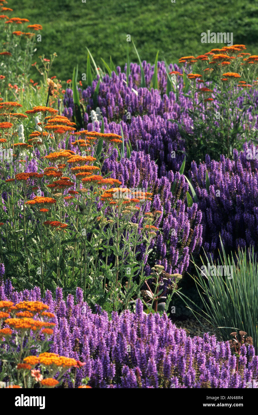 Fernleaf yarrow (Achillea filipendulina 'Feuerland') and woodland sage