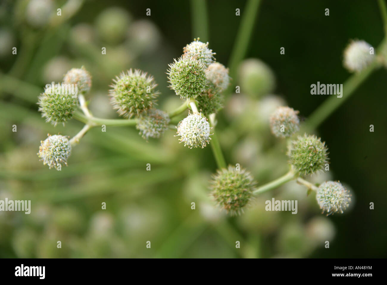 Eryngium eburneum hires stock photography and images Alamy