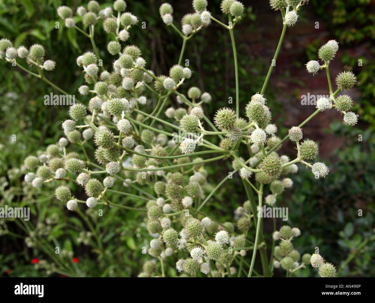 Candelabra Eryngium aka Sea Holly, Eryngium eburneum, Apiaceae