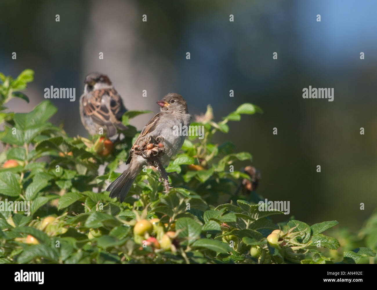 Two sparrows in bush hi-res stock photography and images - Alamy