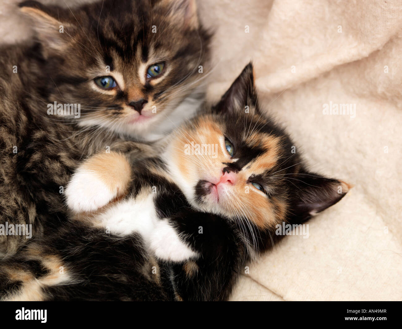 Two three week old kittens in a basket stock photo alamy
