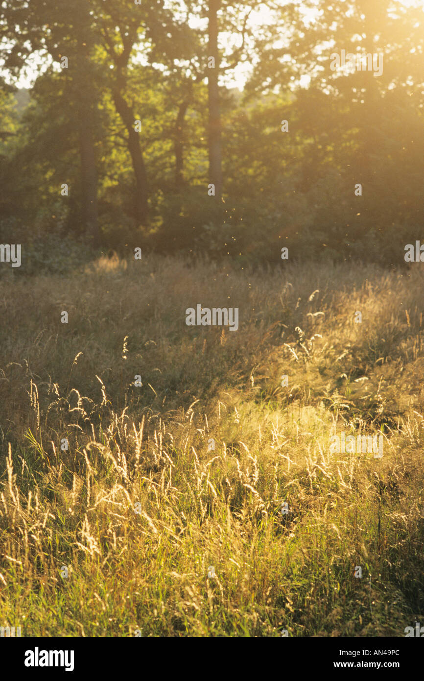 Forest edge in back light Stock Photo
