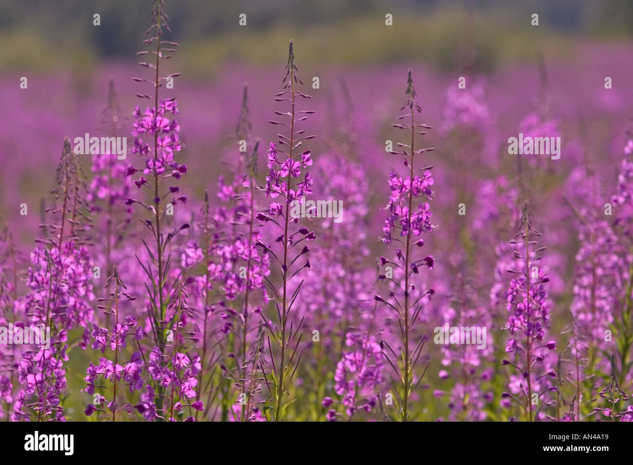 Blurry closeup of meadow packed with fireweed ( Epilobium angustifolium ) , Finland Stock Photo