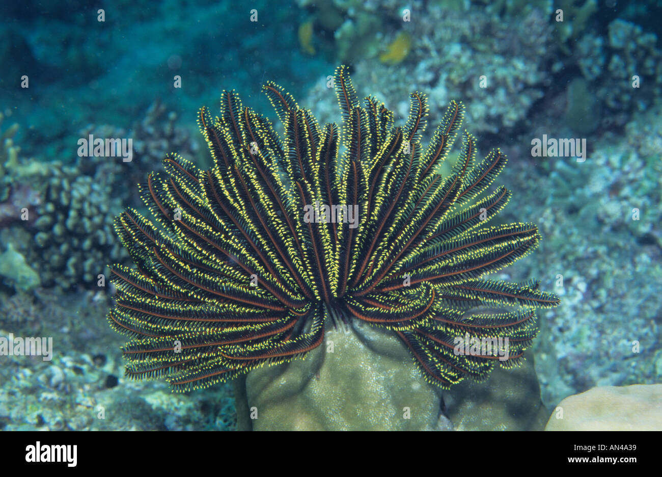 Feather Star Oxycomanthus benneti Philippines Stock Photo