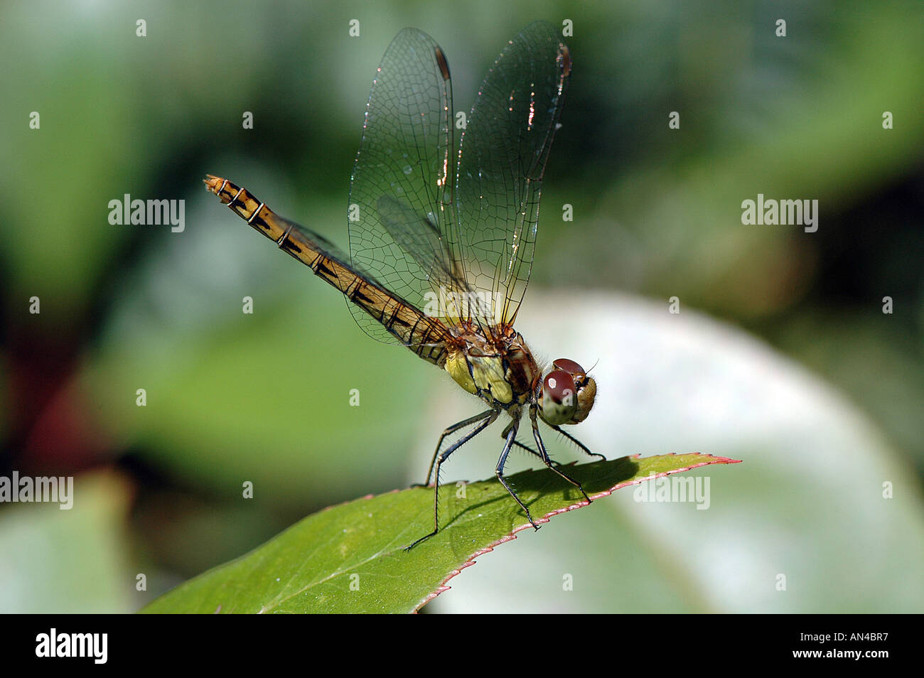 A Single Dragonfly - Brown hawker Stock Photo