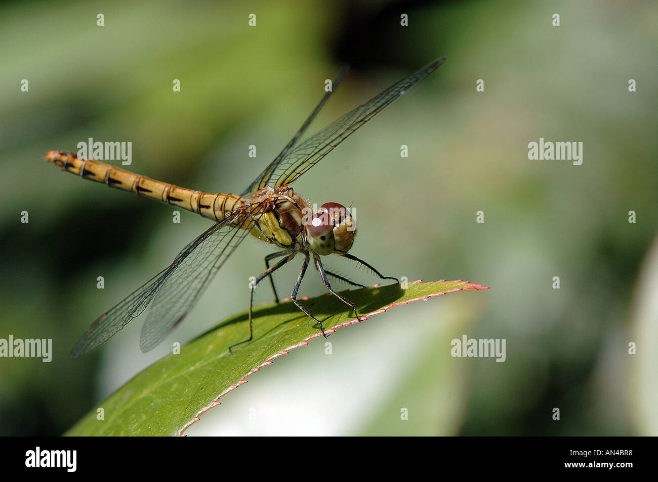 A single Dragonfly - Brown hawker Stock Photo