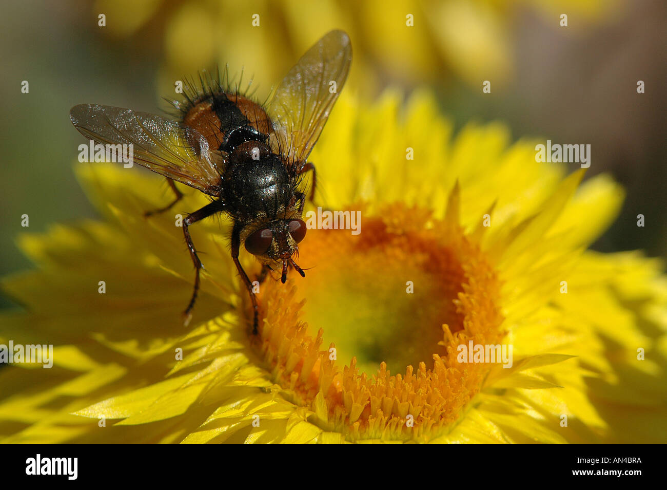 Close up of a Louse Fly on yellow straw flower Stock Photo