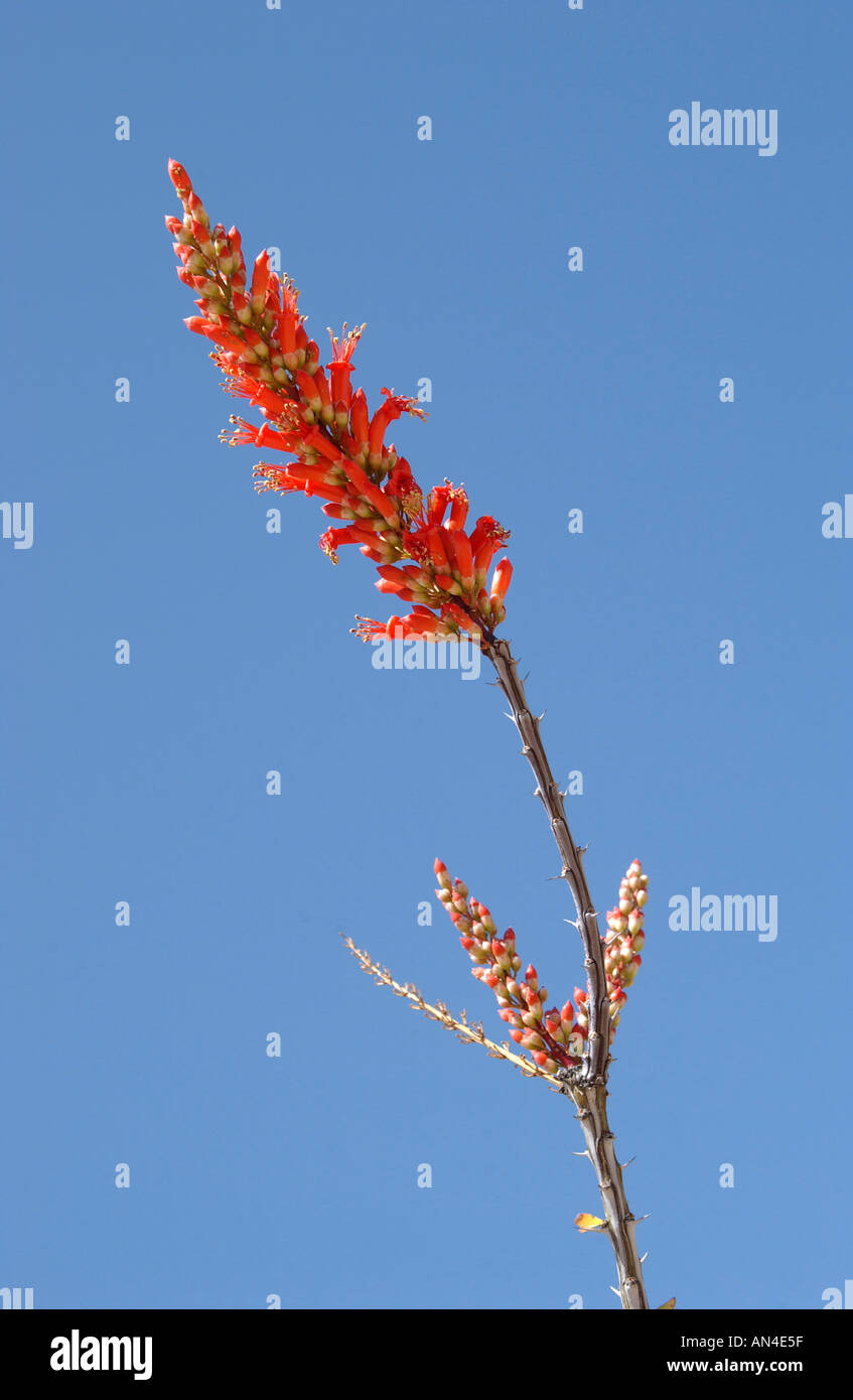 Ocotillo cactus blossom in Arizona Sonoran Desert Stock Photo Alamy