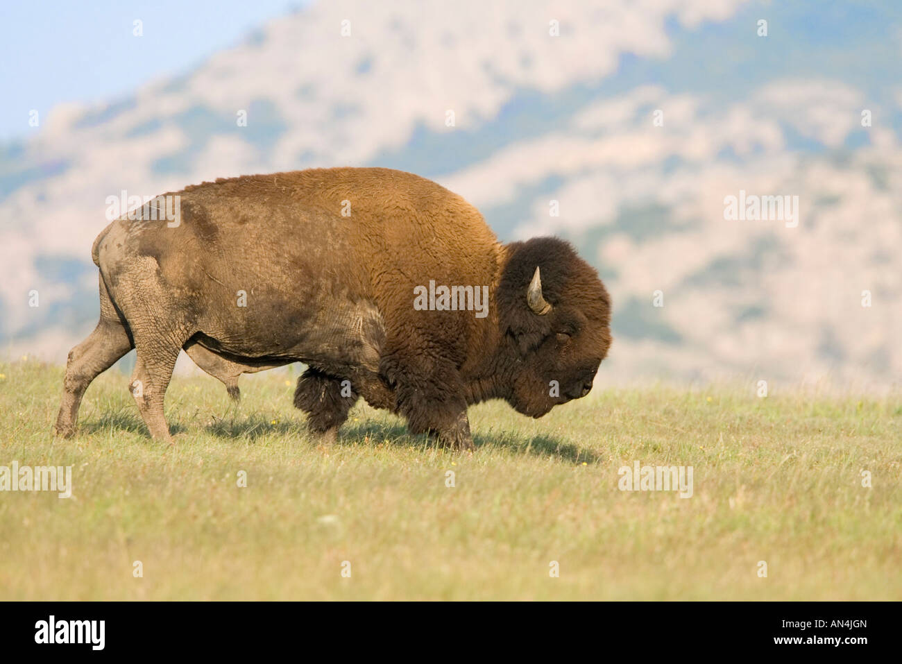 American Bison Bison bison Wichita National Wildlife Refuge Oklahoma