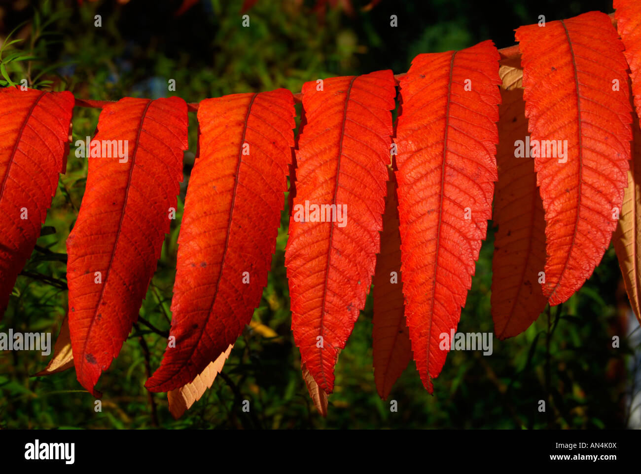 Red leaves of Stagshorn Rhus Typhinus tree Stock Photo