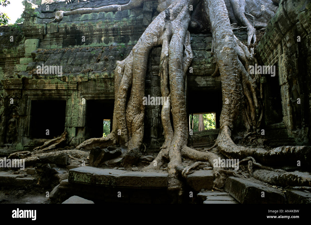 Tree encompassing temple,Angkor Thom,Cambodia Stock Photo - Alamy