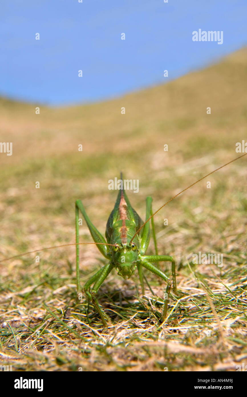 Cricket laying eggs hires stock photography and images Alamy