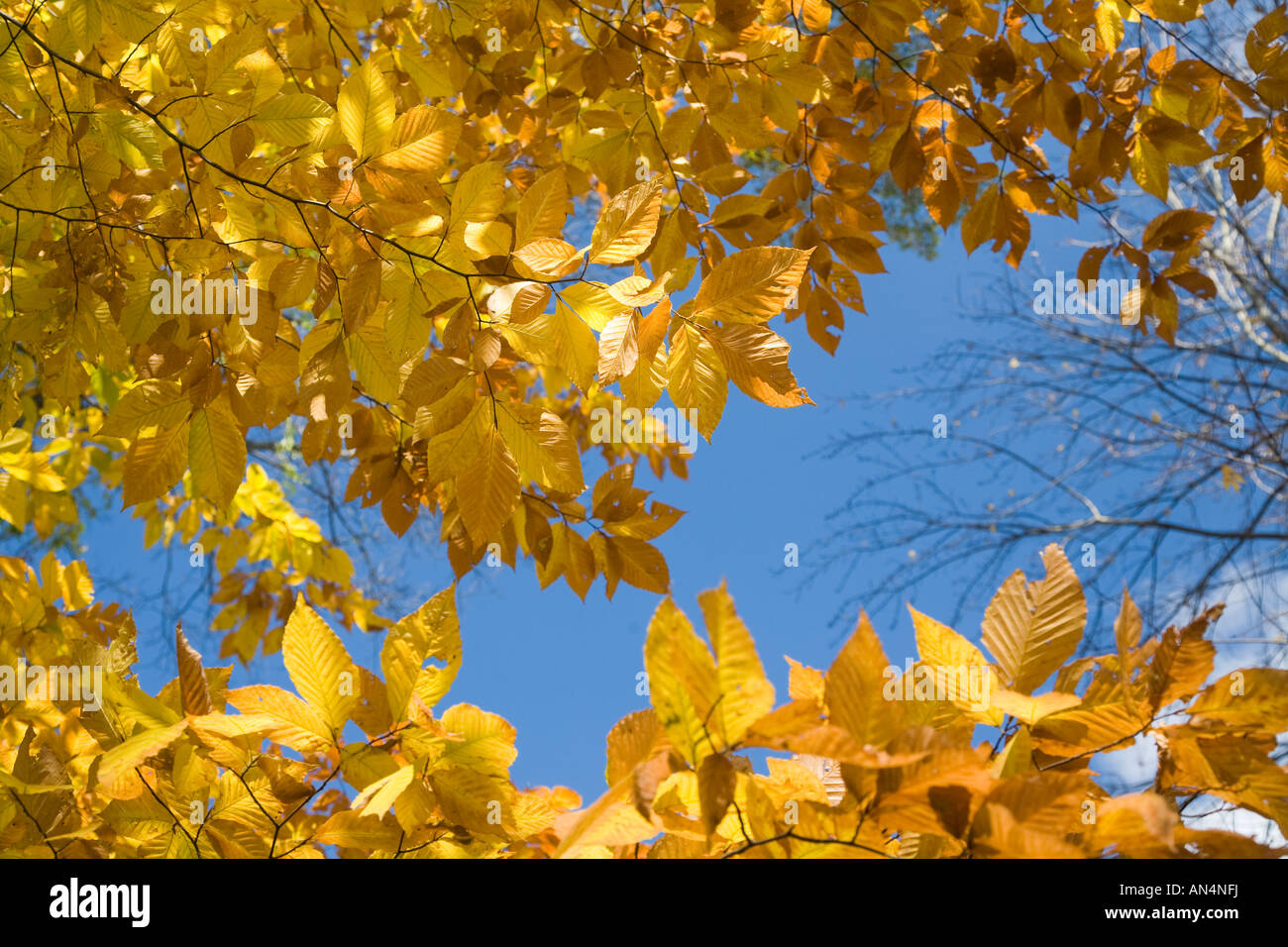 American elm leaf hires stock photography and images Alamy